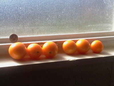 Mini_orange_tomato_12-22-12
