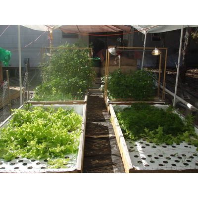 Ramona Aquaponic Farm