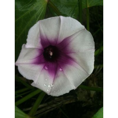 MoreFruitsAndVegetables.com